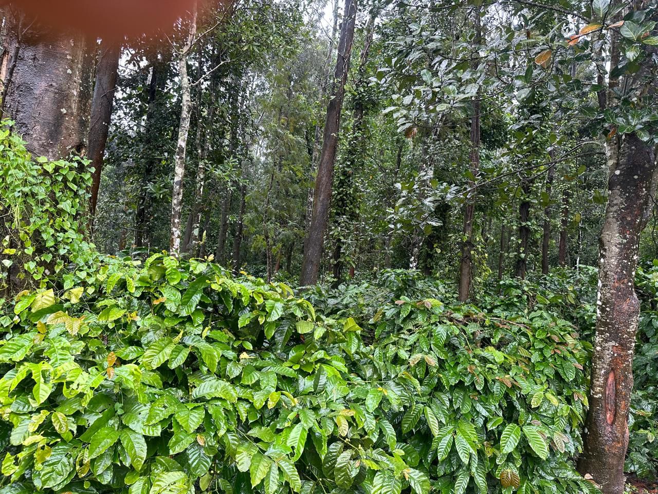 37 Acres Plantation for Sale – Belur